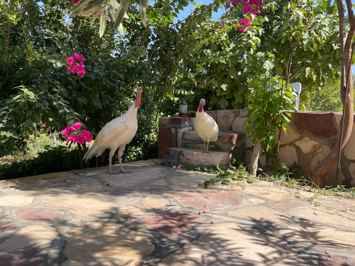 Naseem Country House Al Ula Exteriér fotografie